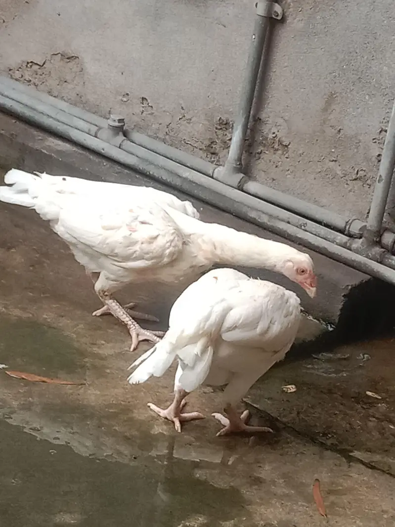 Aseel Heera. 1 male 2 female( Set)o. 3.4. 5.6. 99.2. 901 — photo 3