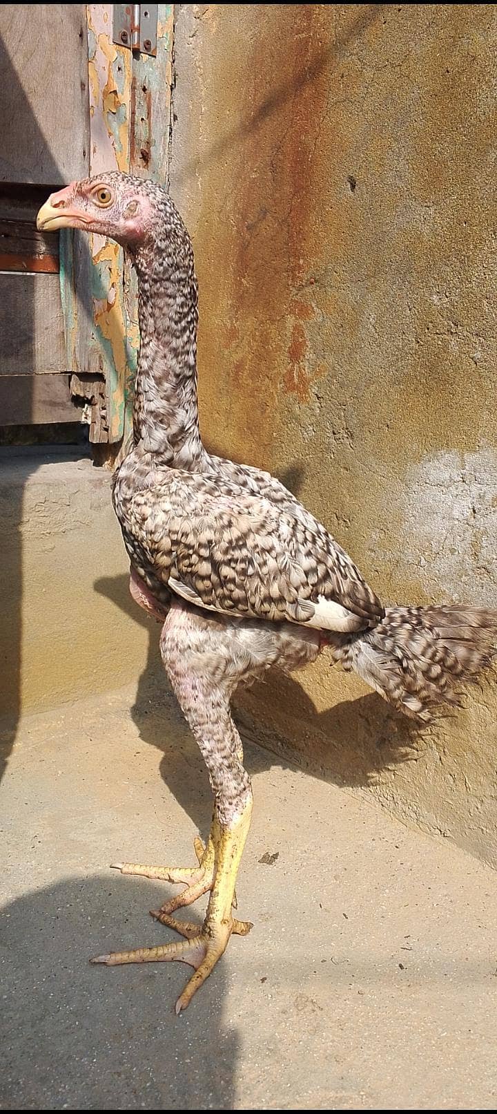oshamo patha 1
