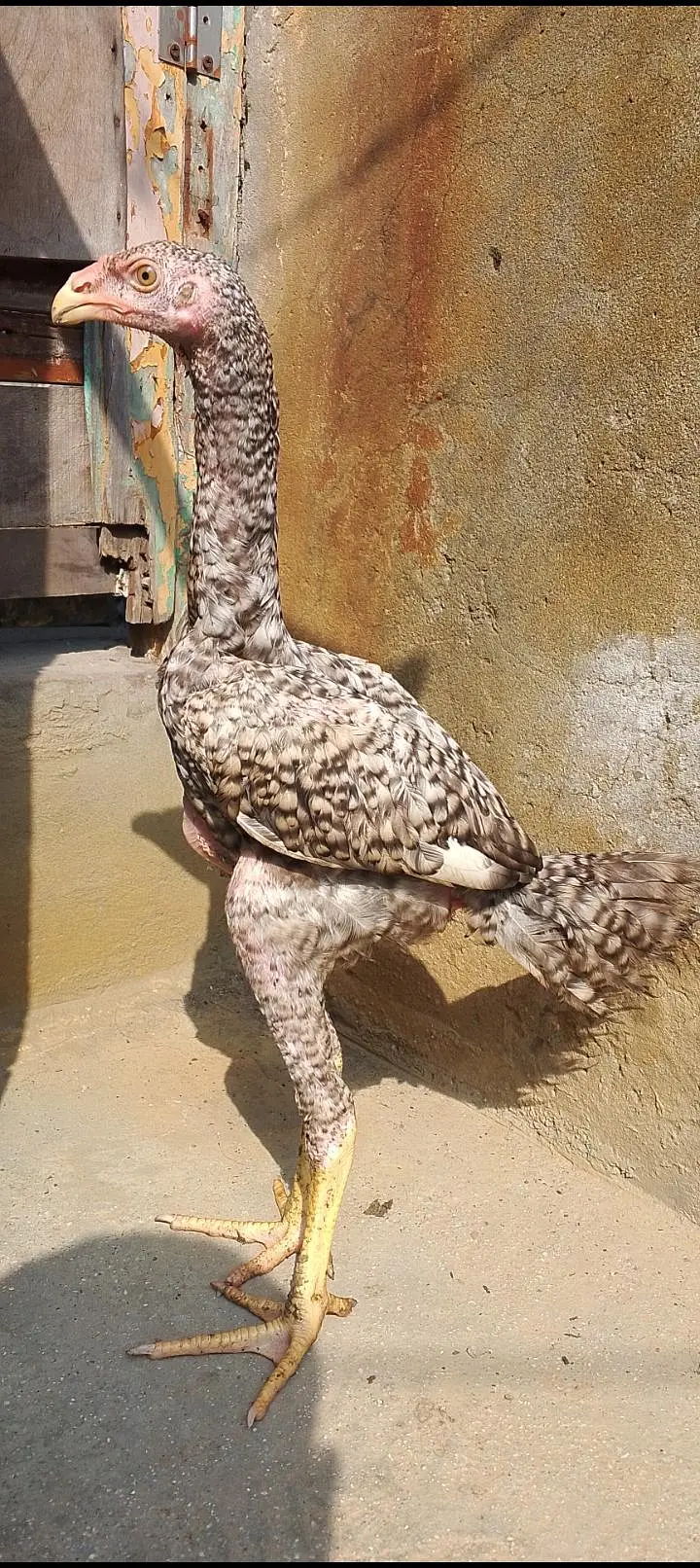 oshamo patha — photo 2