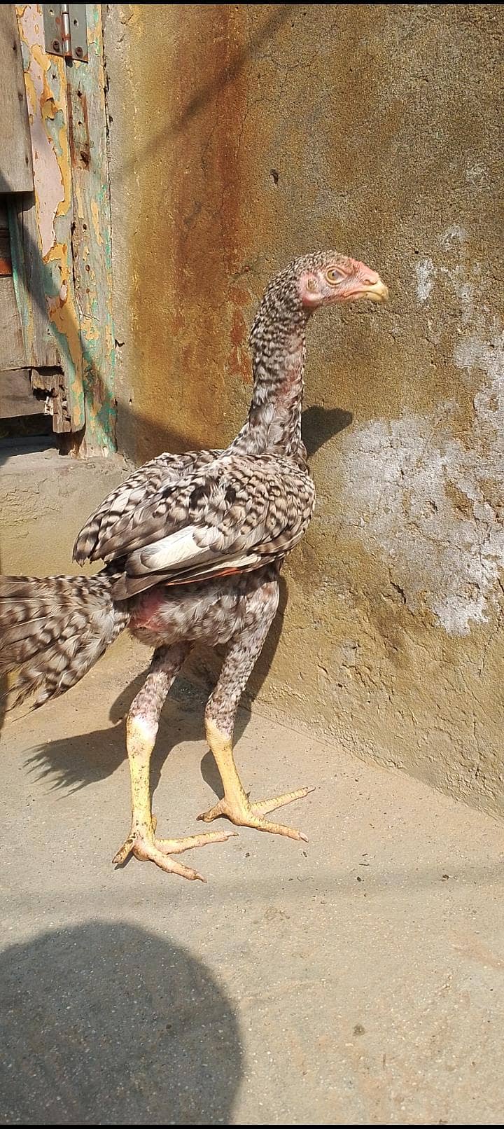 oshamo patha 2