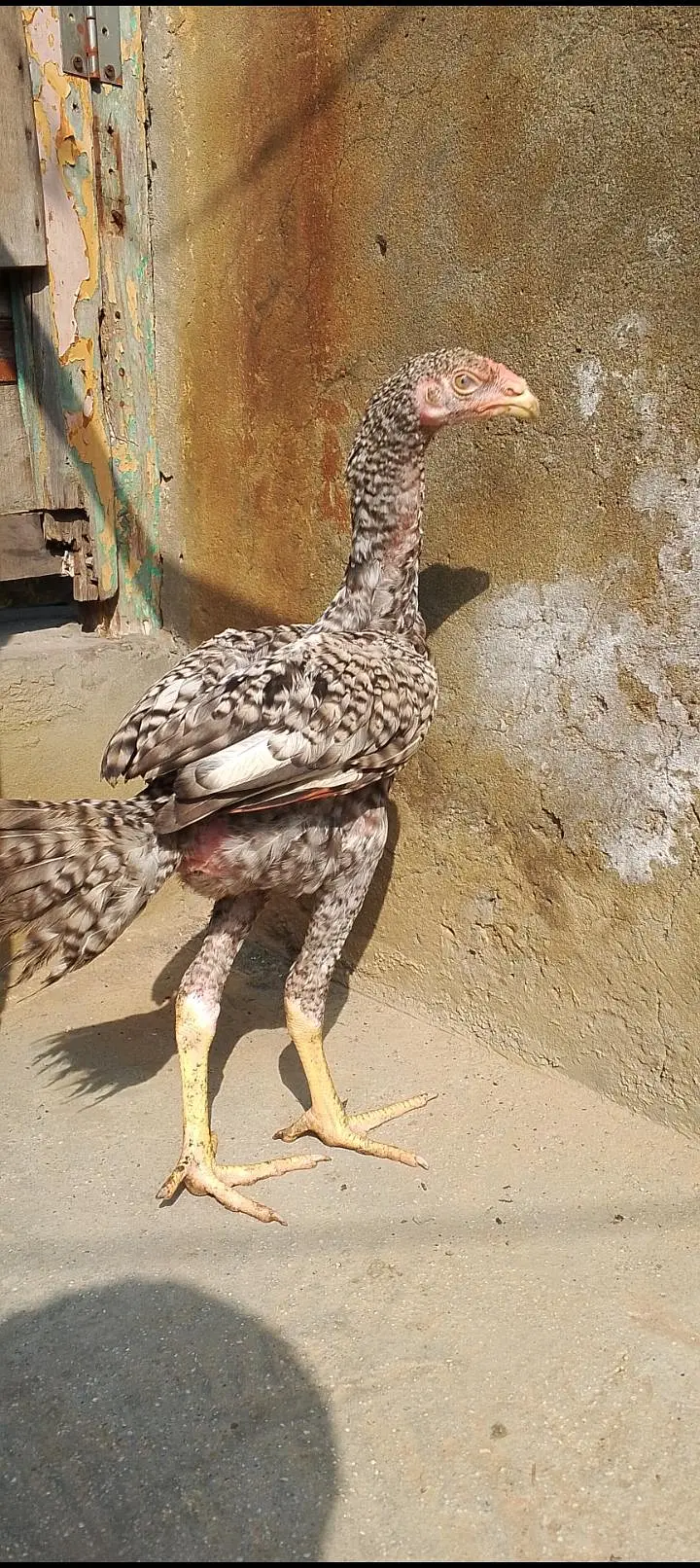 oshamo patha — photo 3