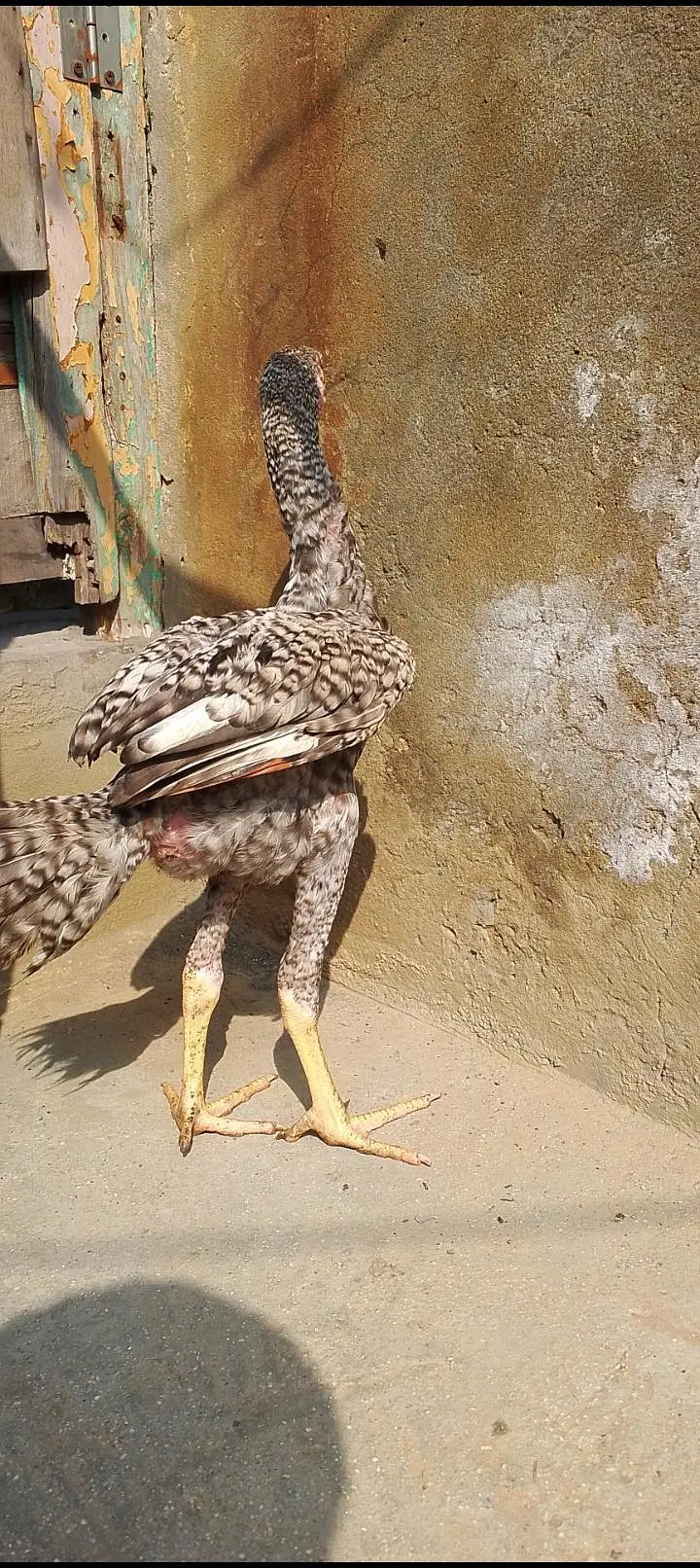 oshamo patha — photo 4