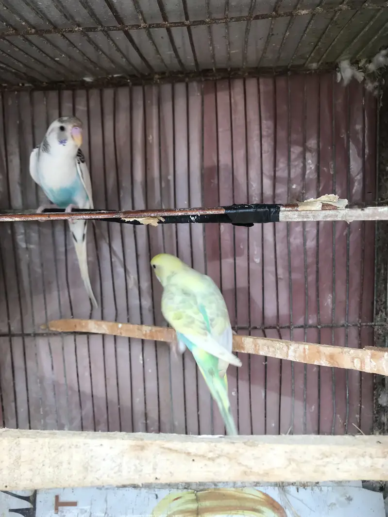 2 pair ready to breed — photo 2