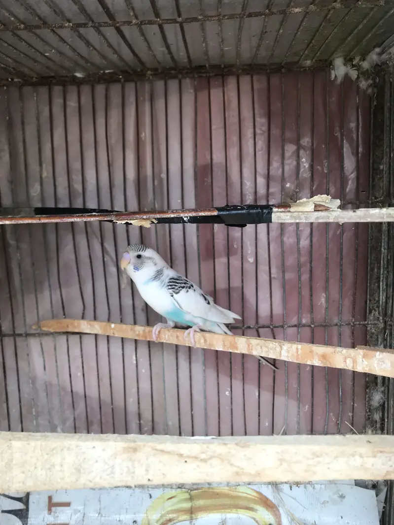 2 pair ready to breed — photo 4