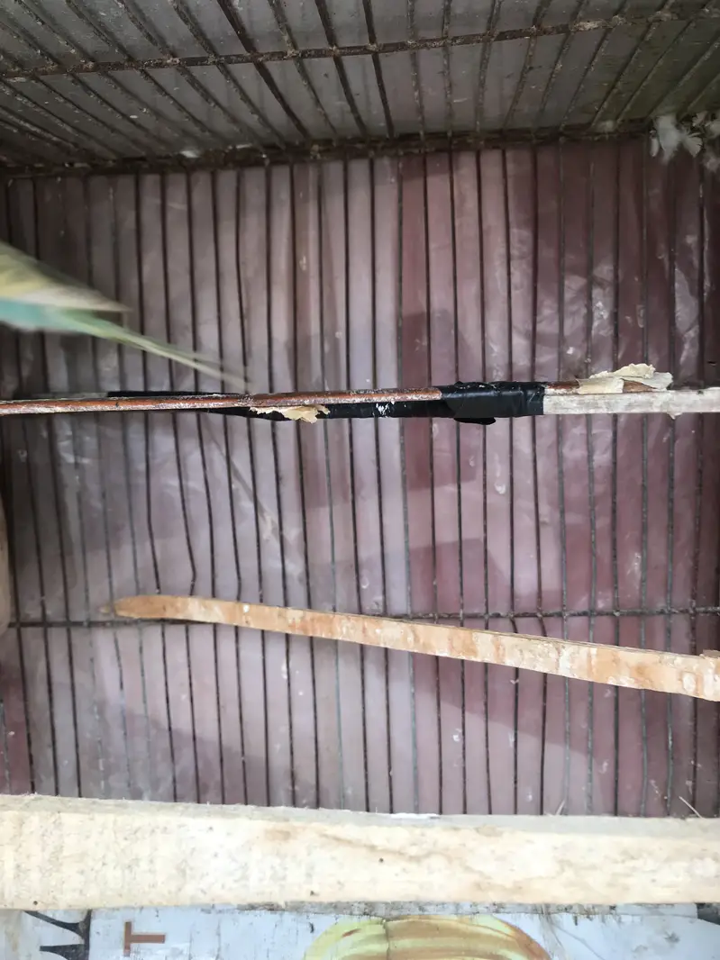 2 pair ready to breed — photo 5