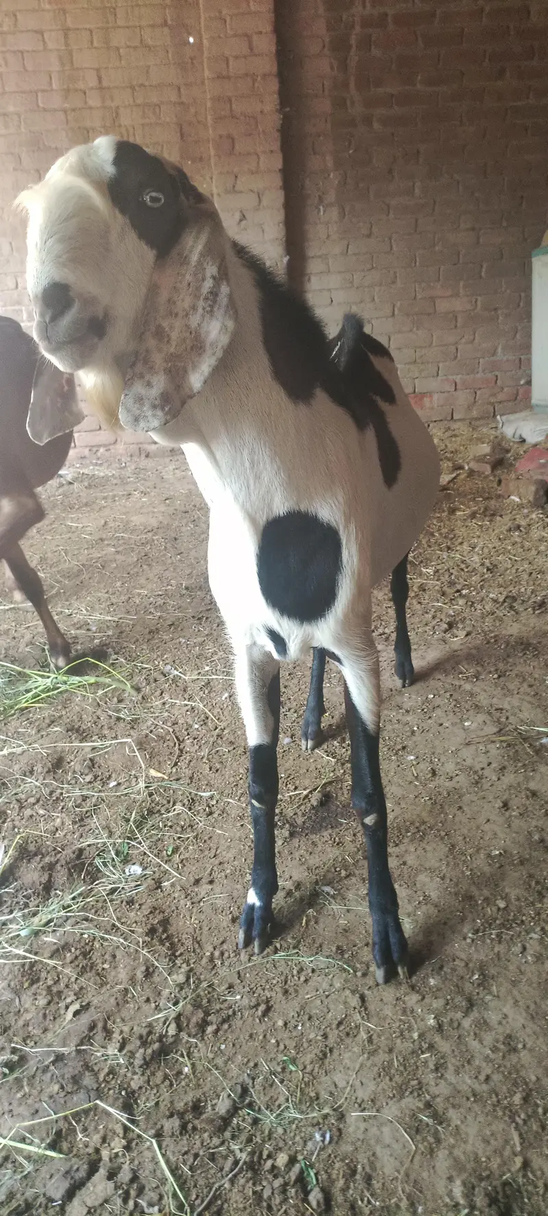 for sale Argant — photo 2
