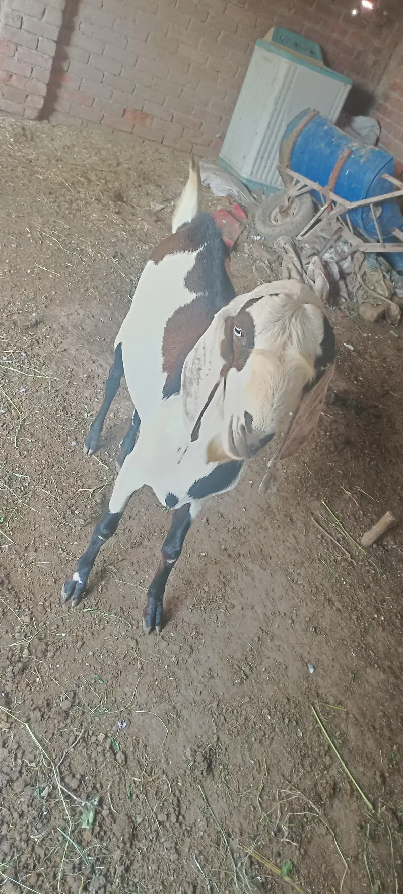 for sale Argant — photo 3