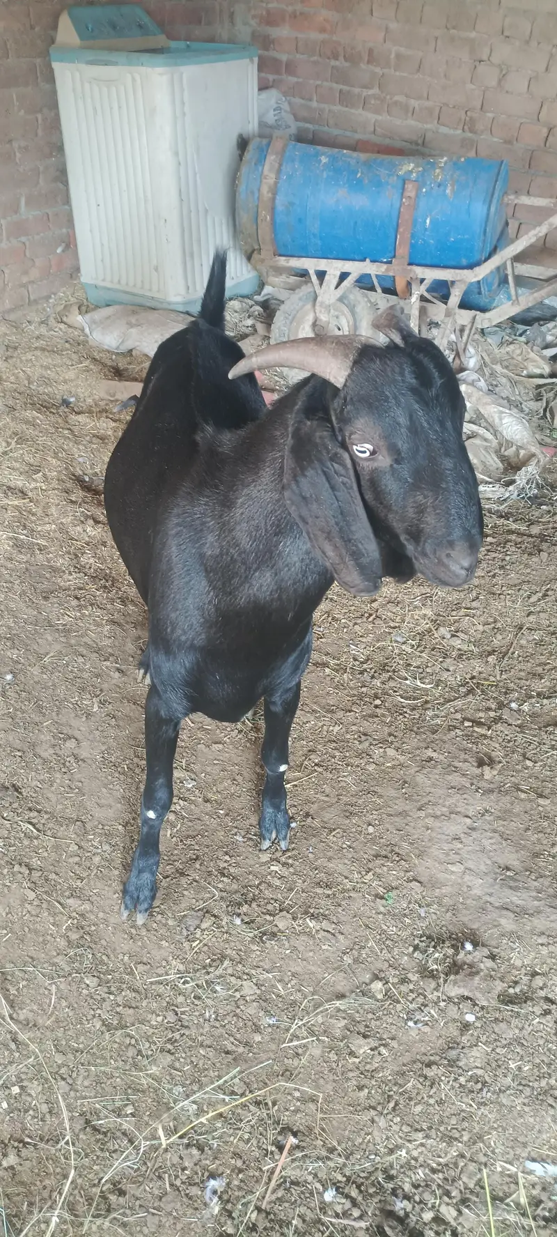 for sale Argant — photo 4