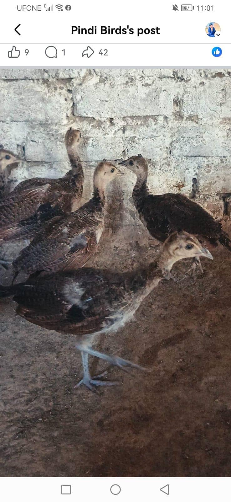خوبصورت مور کے بچےلوکیشن راولپنڈی اسلام آباد 8