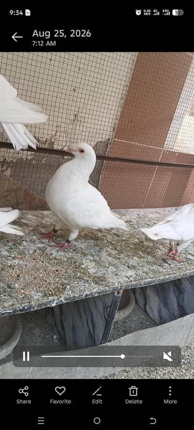 Quality pigeon for sale