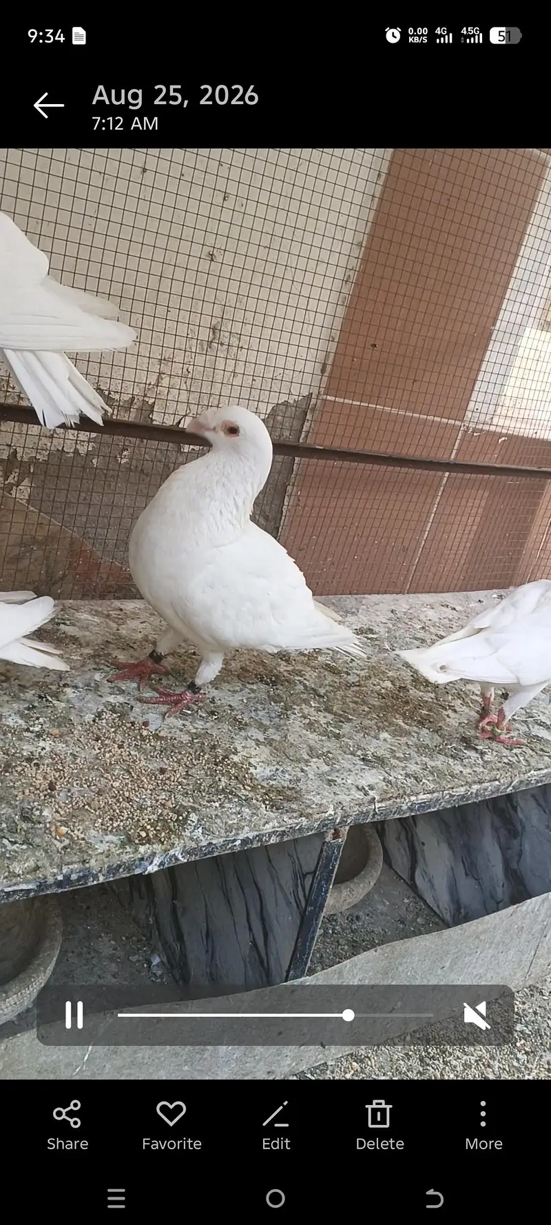 Quality pigeon for sale
