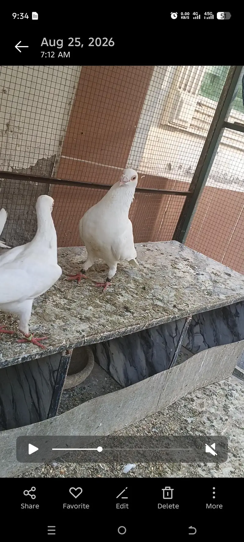 Quality pigeon for sale — photo 2