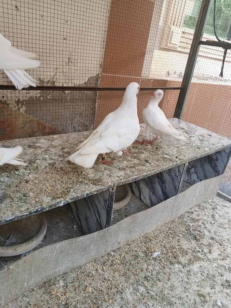 Quality pigeon for sale — photo 3