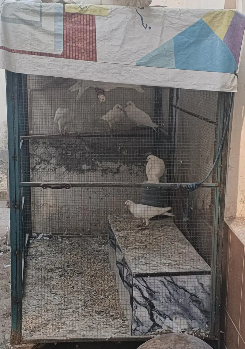 Quality pigeon for sale — photo 4