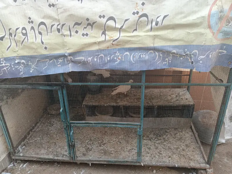Quality pigeon for sale — photo 5