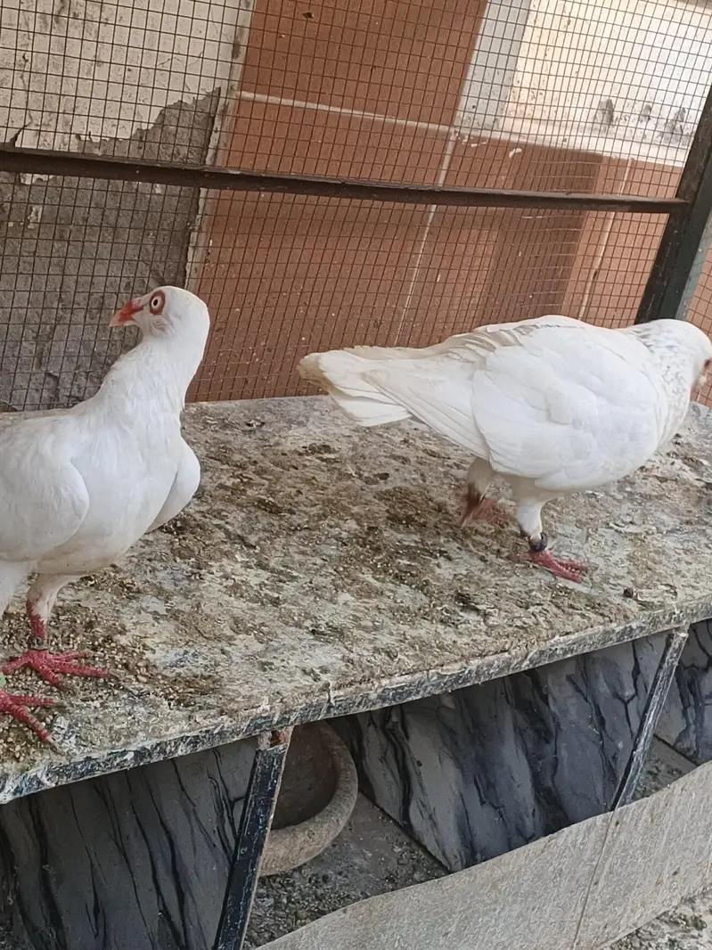 Quality pigeon for sale — photo 6