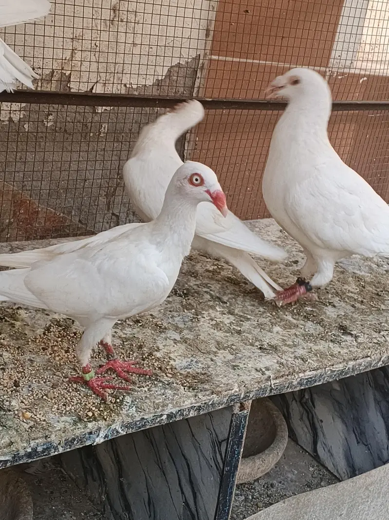 Quality pigeon for sale — photo 7