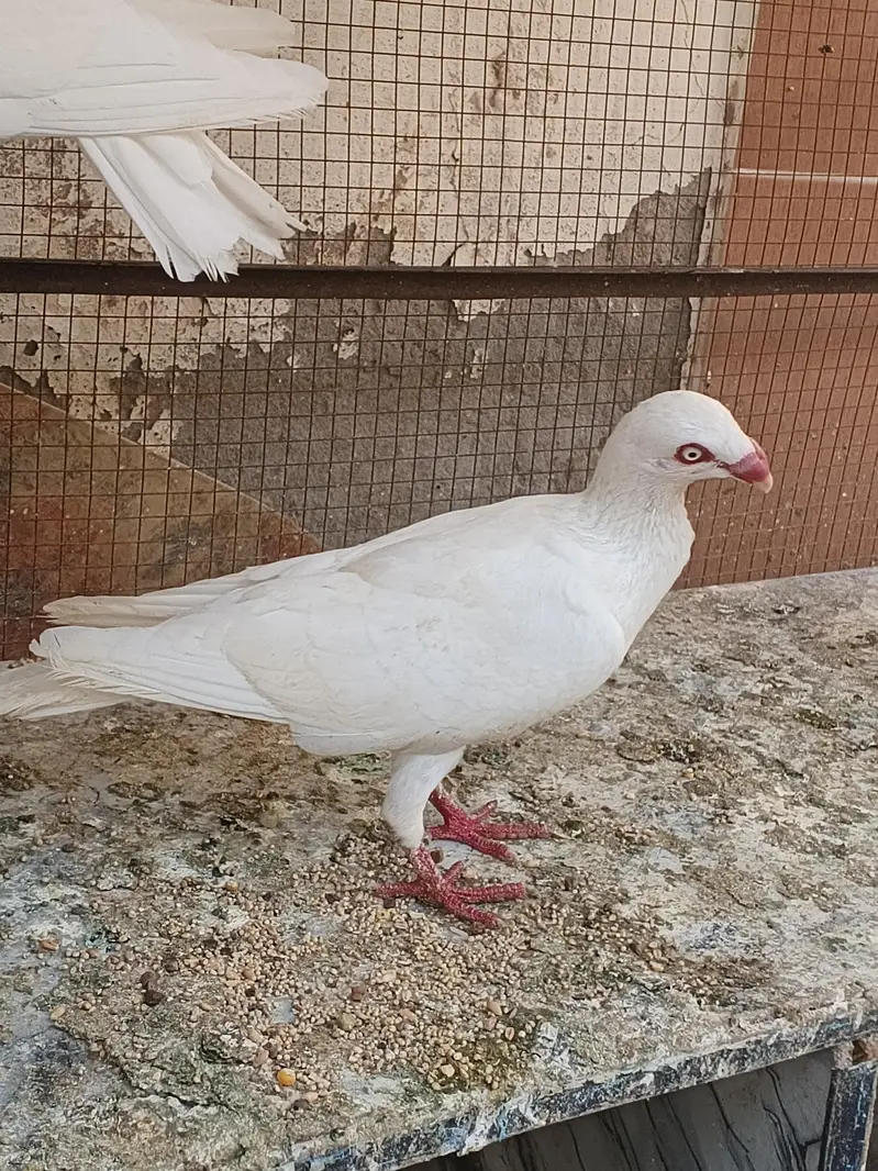 Quality pigeon for sale — photo 8