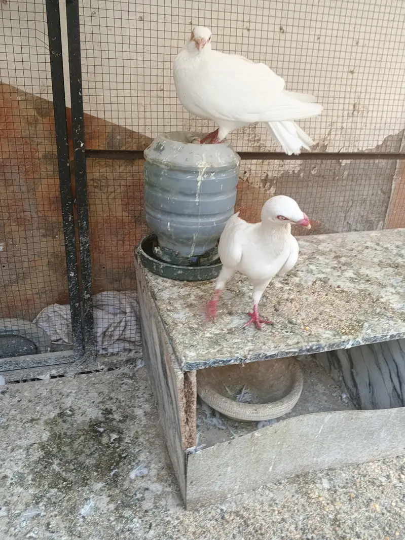 Quality pigeon for sale — photo 9
