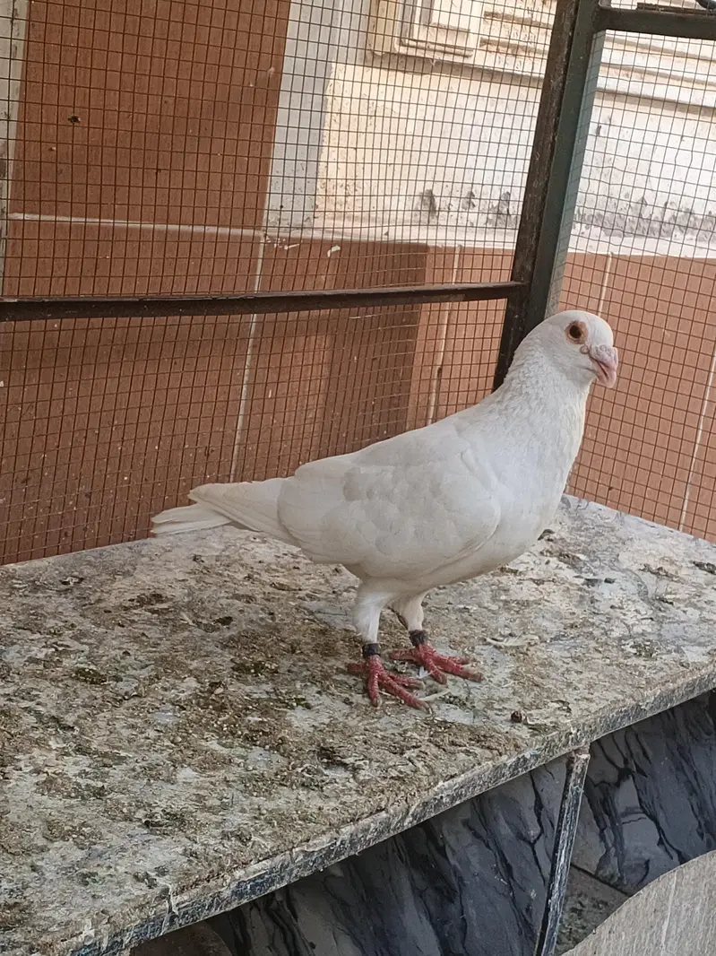 Quality pigeon for sale — photo 10