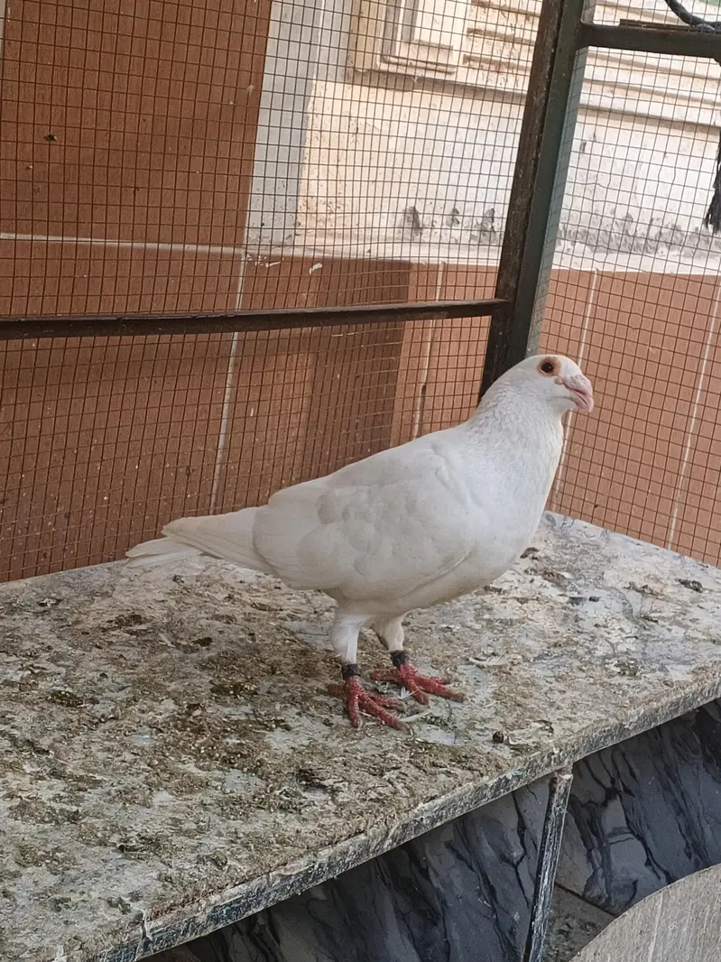 Quality pigeon for sale — photo 11