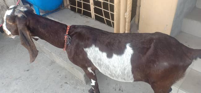 Healthy and active Goat 0303-8048097
