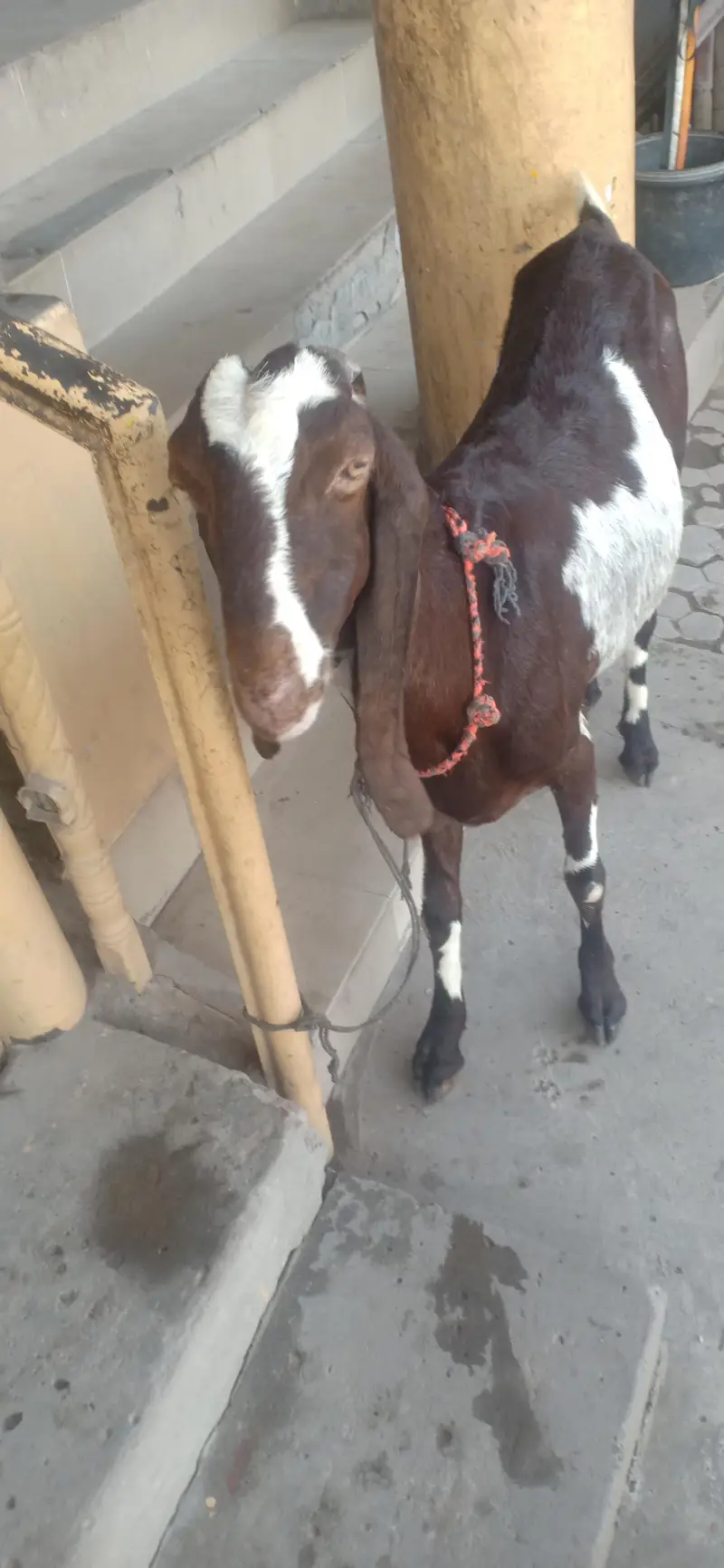 Lal pori bakri 0303-8048097 — photo 2