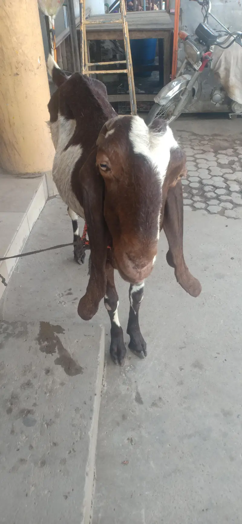Lal pori bakri 0303-8048097 — photo 3
