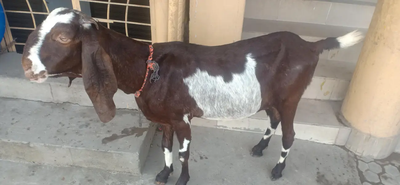 Lal pori bakri 0303-8048097 — photo 4