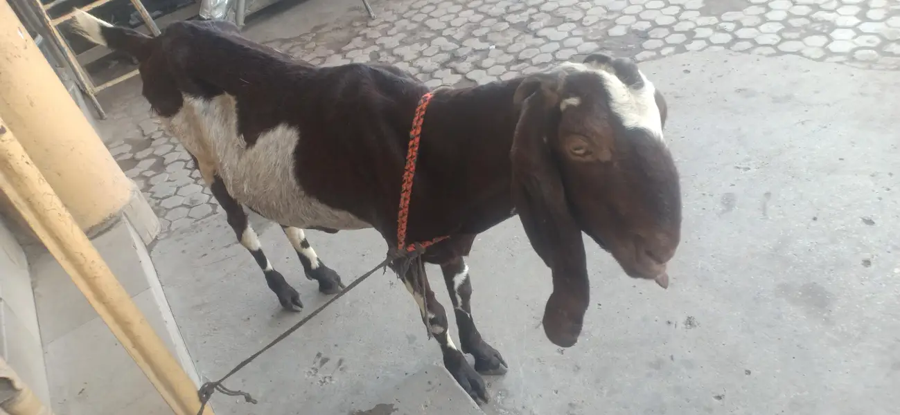 Lal pori bakri 0303-8048097 — photo 5