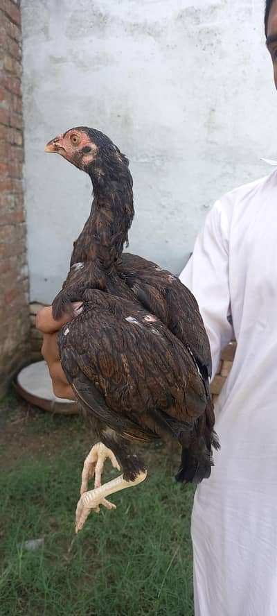PURE ASEEL URGENT SALE