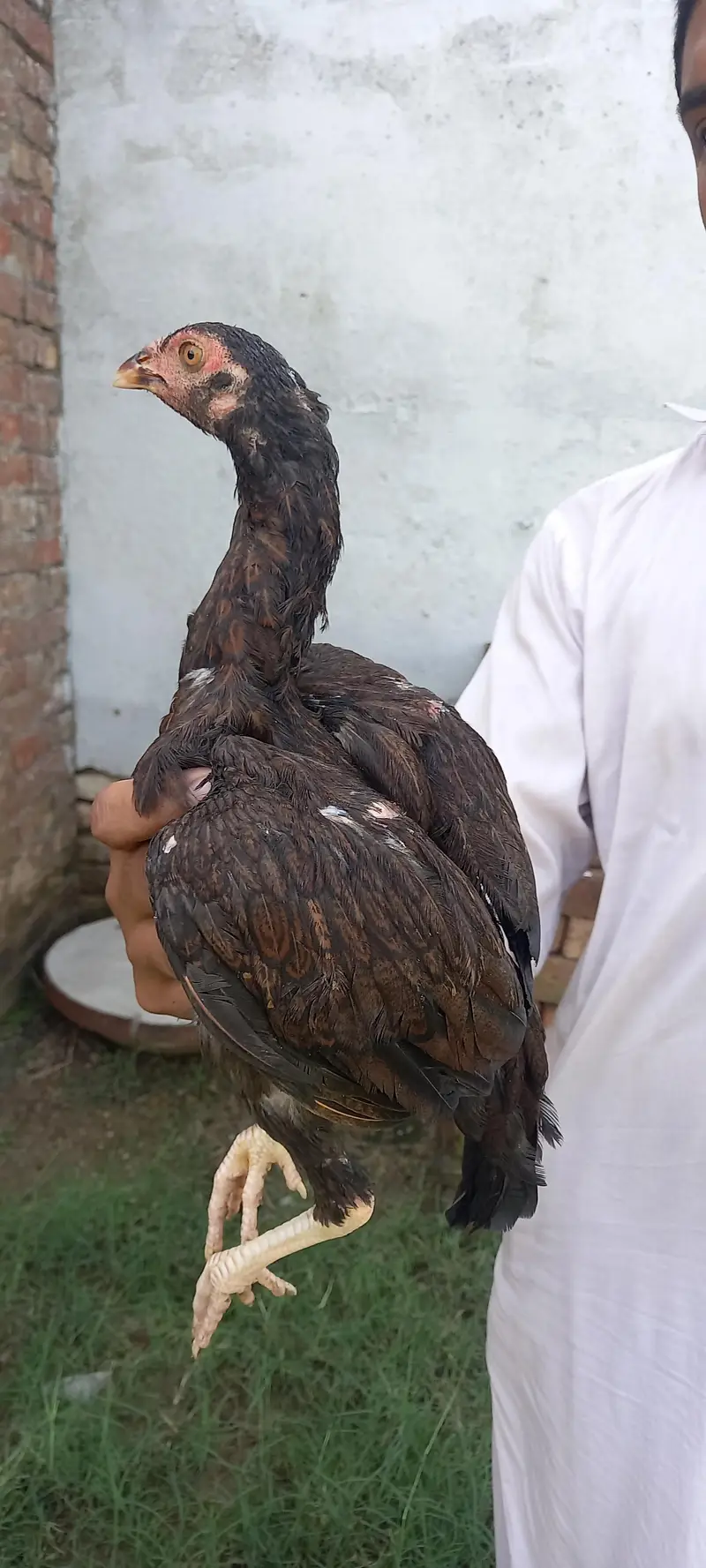 PURE ASEEL PATHI — photo 2