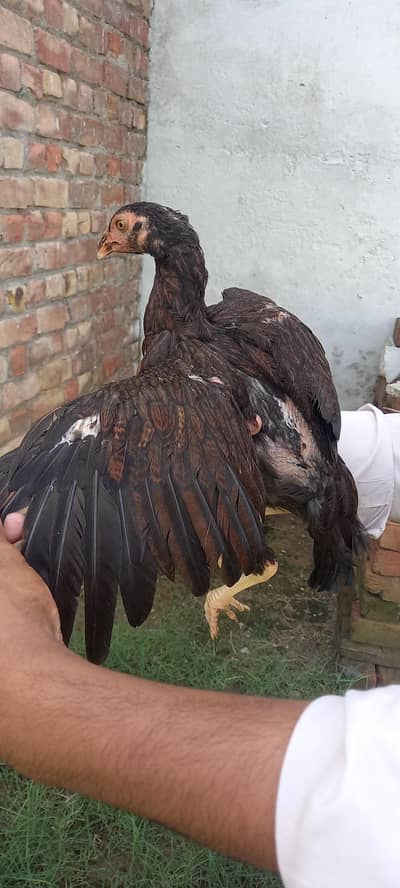 PURE ASEEL URGENT SALE