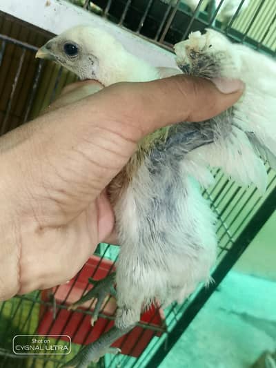 white or ice blue dragon 