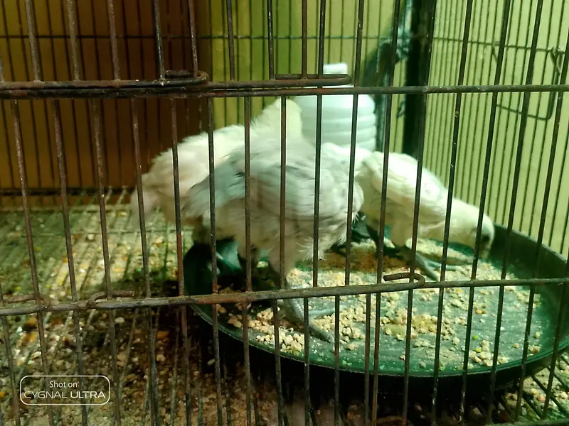 white or ice blue dragon  — photo 4