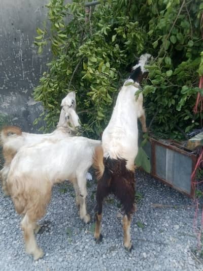 Bakra and bakriya munasib pasa ma