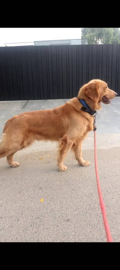 golden retriever