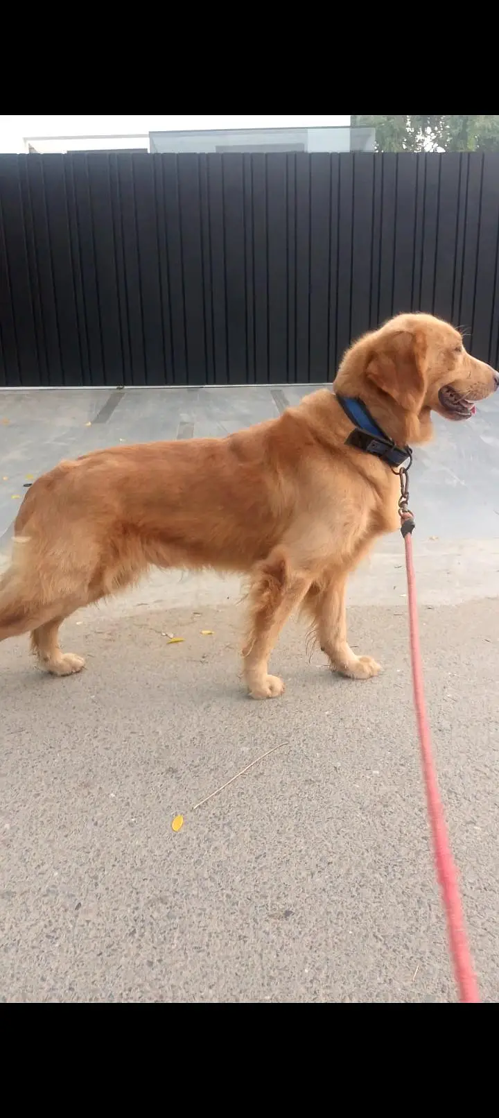 golden retriever — photo 2