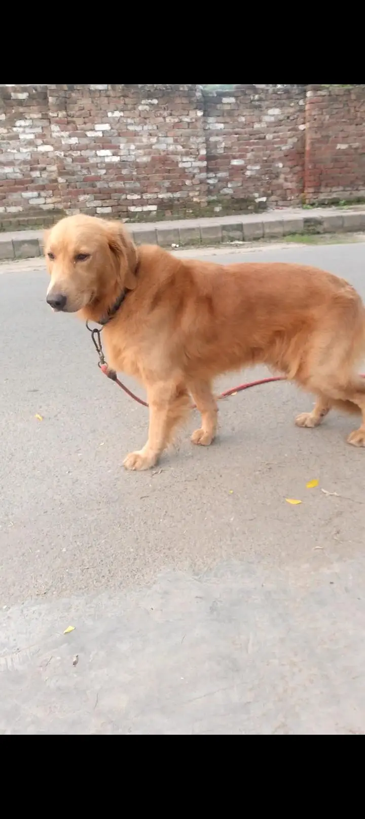 golden retriever — photo 3