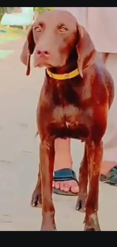 German pointer female