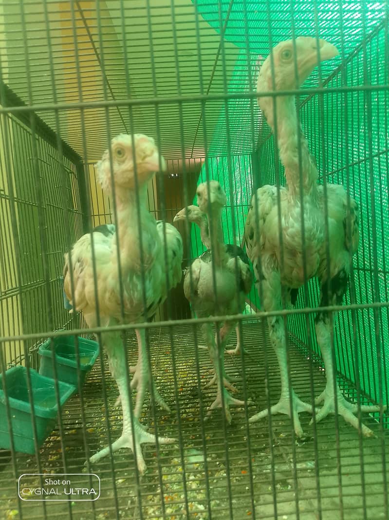 7 Chiks  0