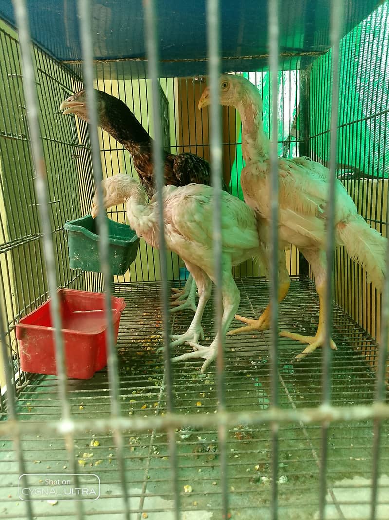 7 Chiks  2