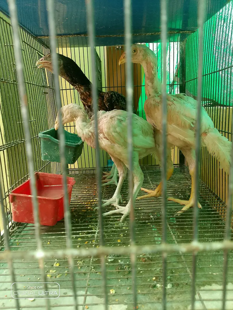 7 Chiks  — photo 3