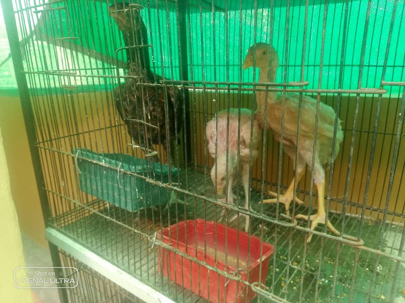 7 Chiks  4