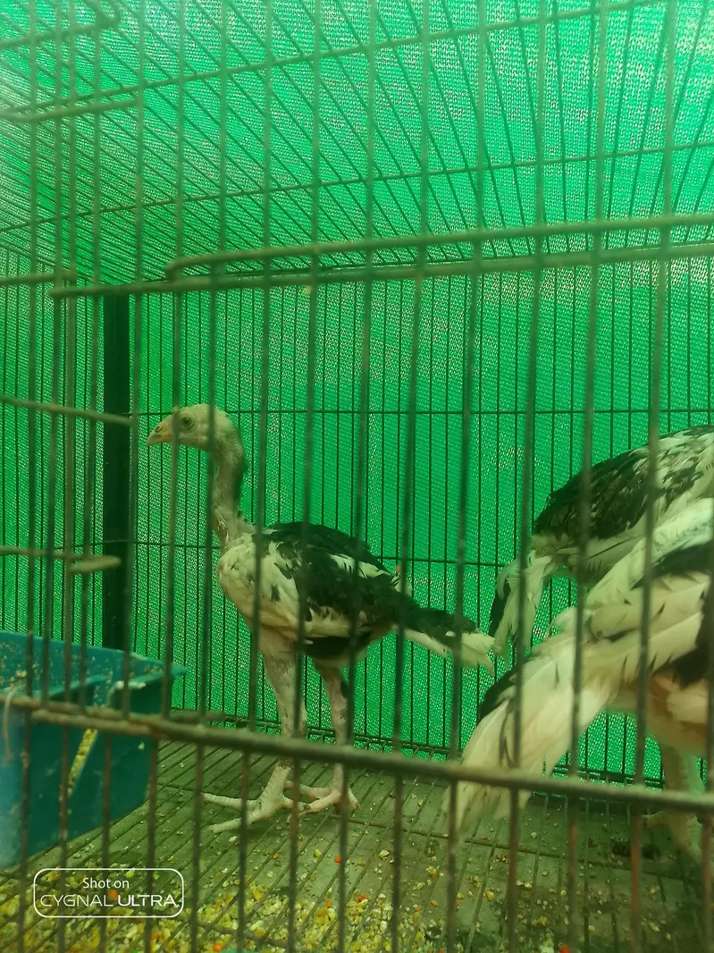 7 Chiks  — photo 6