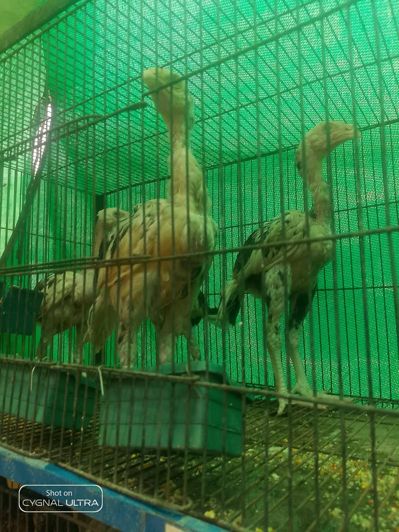 7 Chiks  6