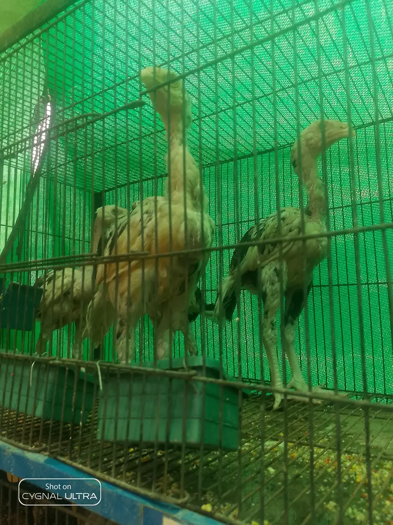 7 Chiks  — photo 7