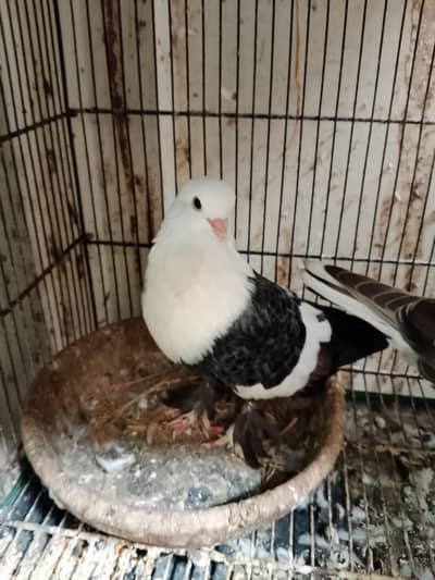 Sabaz Karbalai breeder pair