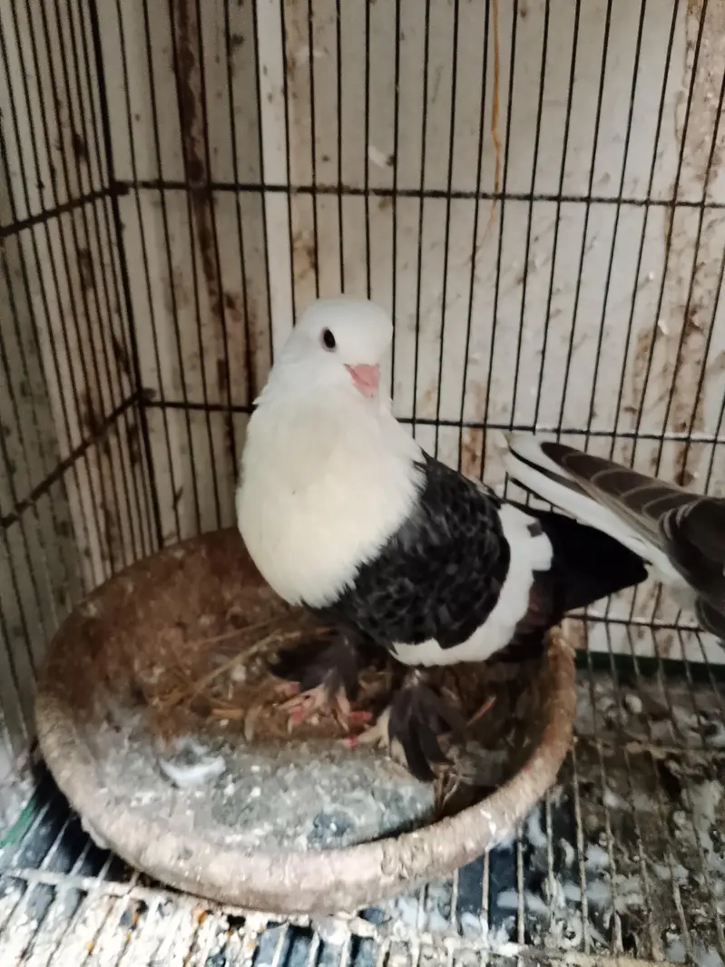 Sabaz Karbalai breeder pair