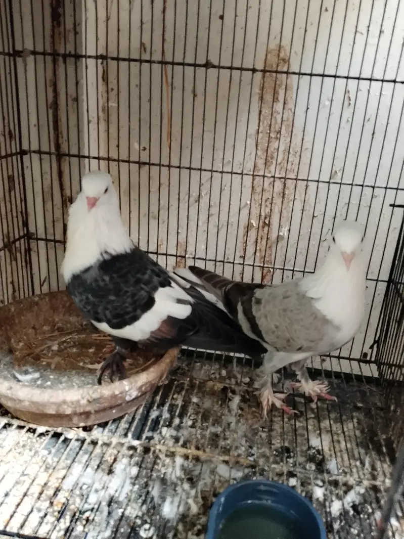 Sabaz Karbalai breeder pair — photo 2
